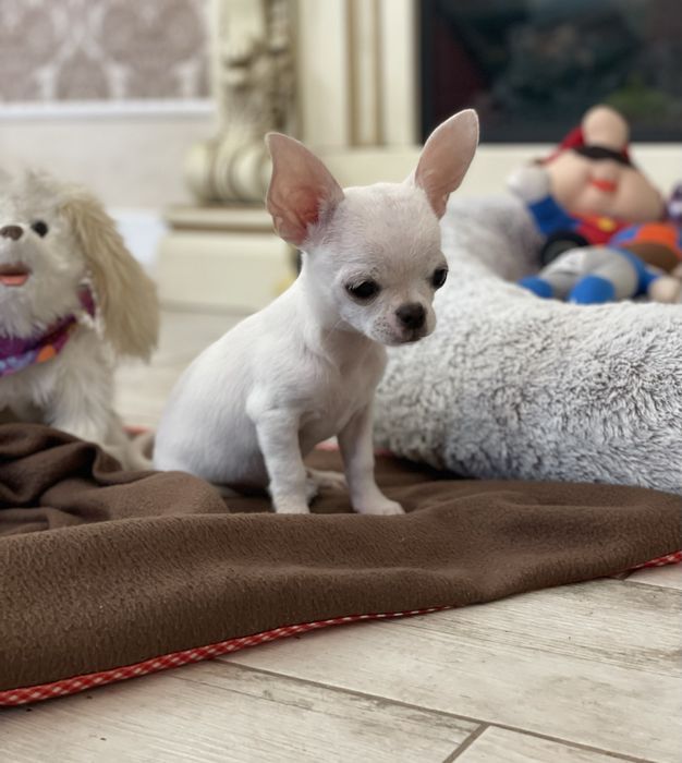 Гарненька сніжинка у продажу