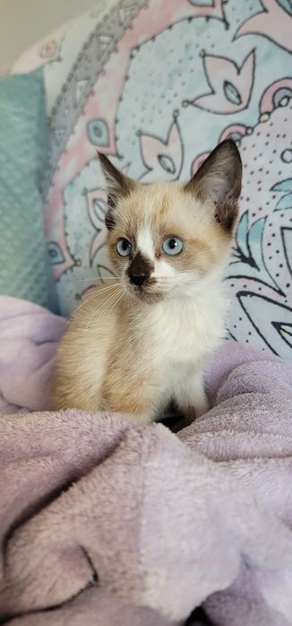 Gatinhos para adoção responsável