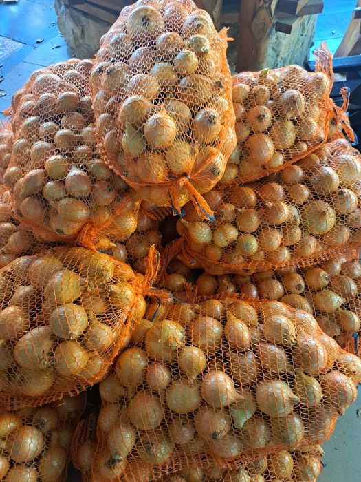 Cebula z siewu wisennego