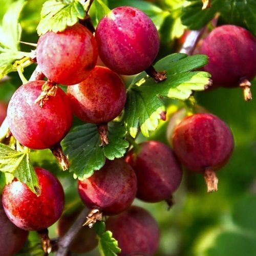 Продам саженці плодоаих дерев