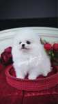 Na sprzedaż Uroczy biały szczeniak Pomeranian