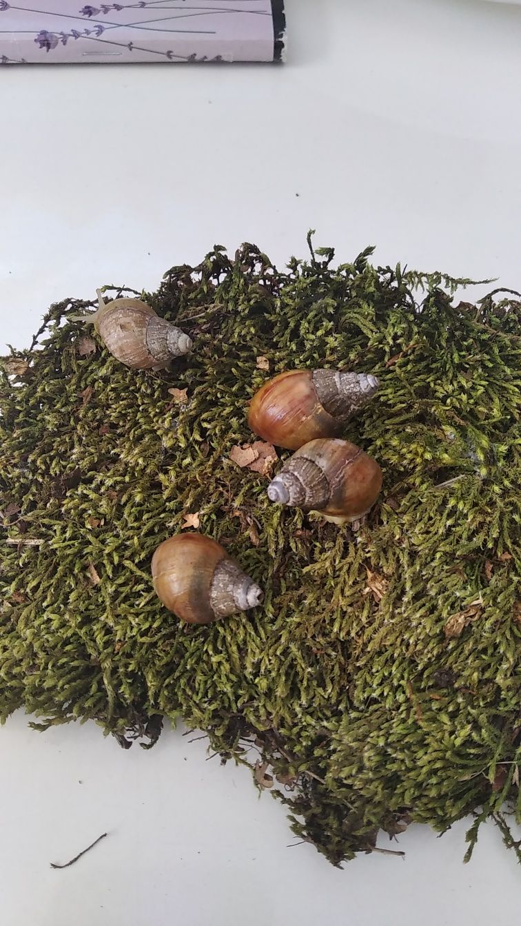 Ślimaki afrykańskie