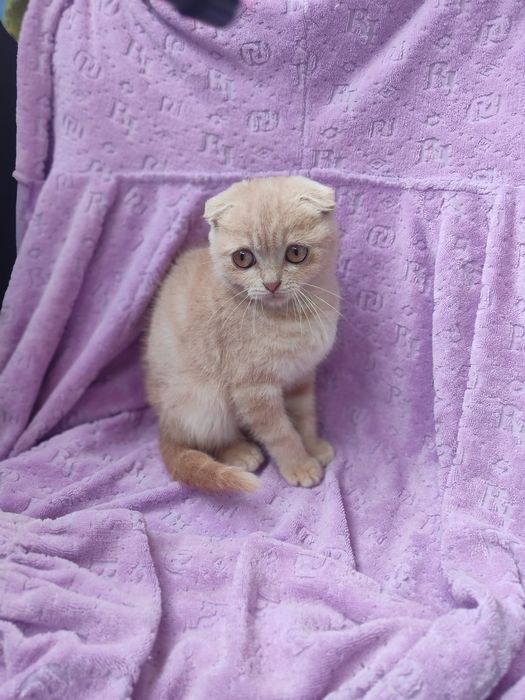 Шотландские котята