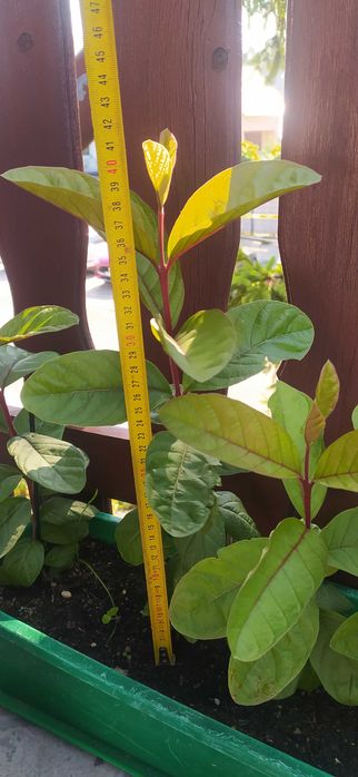 Guava gujawa sadzonka