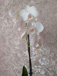 В наявності орхідеї