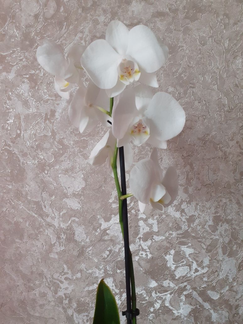 В наявності орхідеї