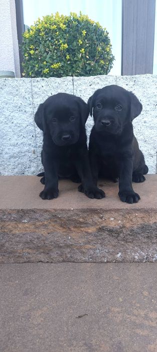 Labrador Retriever - czarna suczka- rodowód ZKwP / FCI