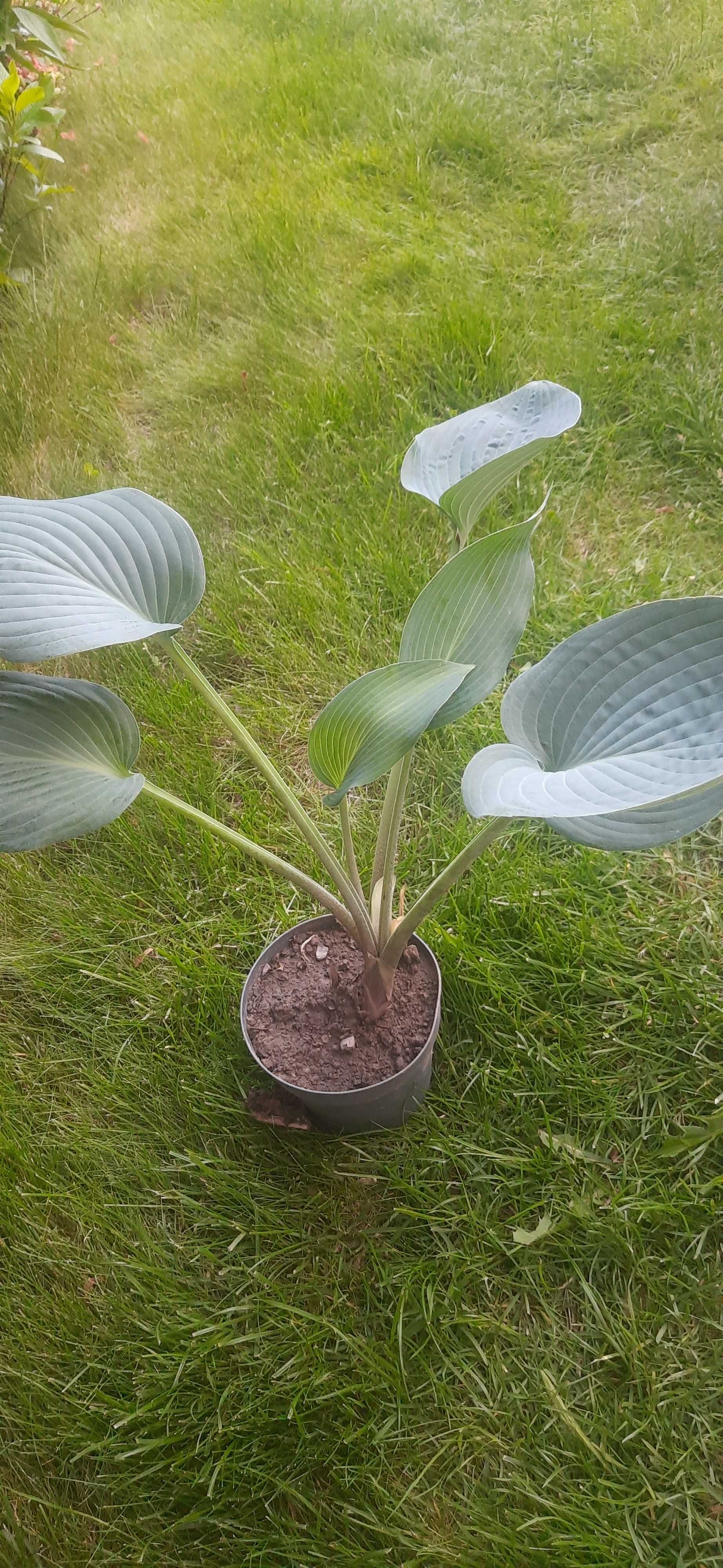 Hosta Funkia 1 szt niebieska