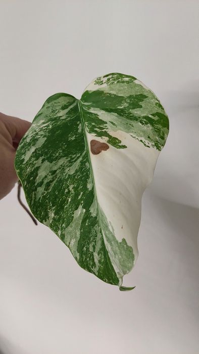 Monstera variegata
