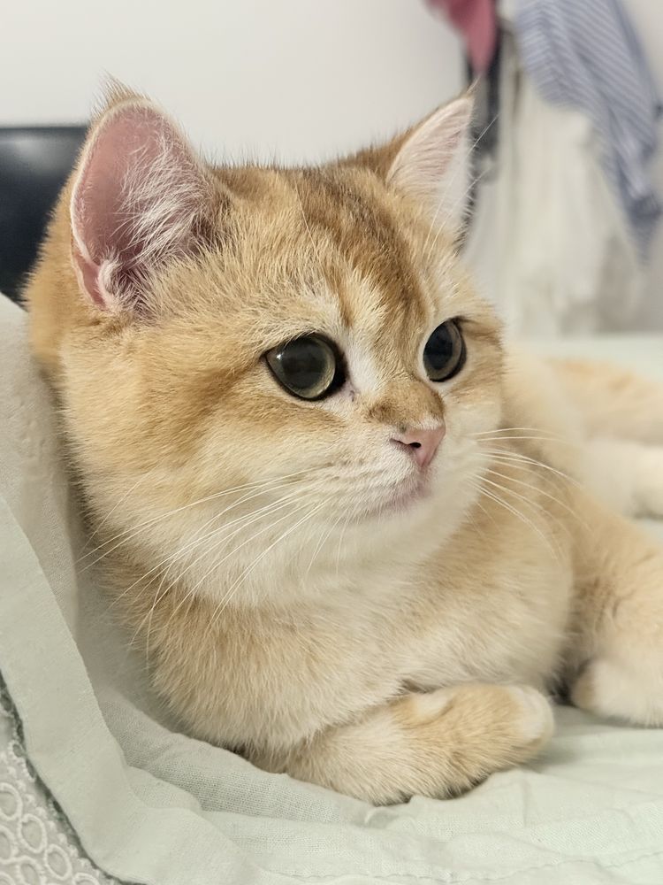 Gatinha british shorthair Golden para Acasalar