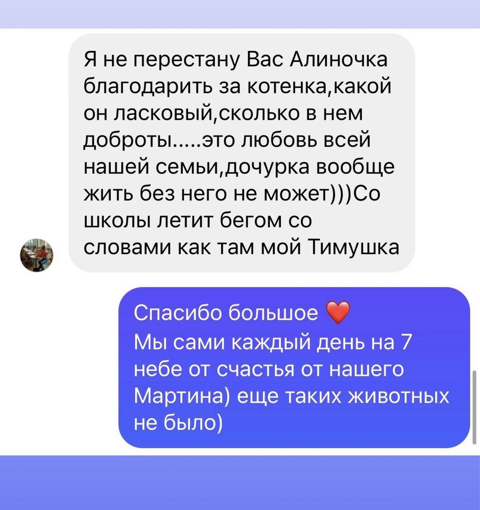 Шотландские чистокровные котята голубого окраса