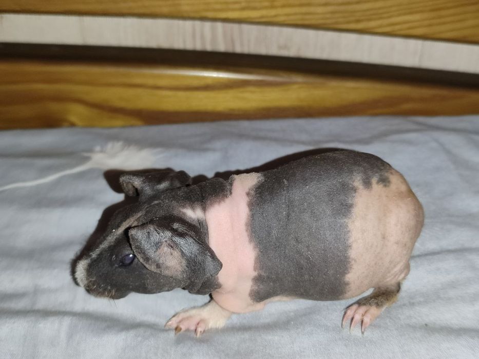 скінні міні бегемотики