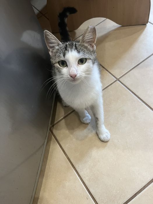 Красивая девочка в добрые руки.