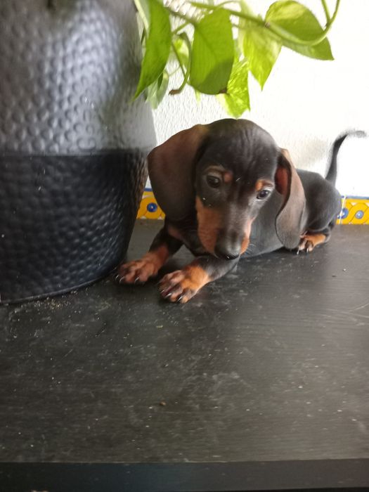 Excelente fêmea teckel