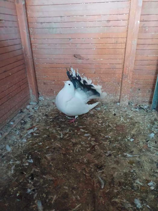 kingi golebie ozdobne