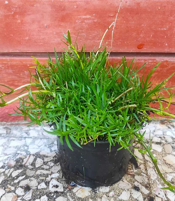 Lúcia-lima Tomilho Alecrim Salvia Segurelha Manjerona Hortelã Louro