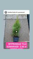 Tuja szmaragd 2,50zł  35 40cm 24H