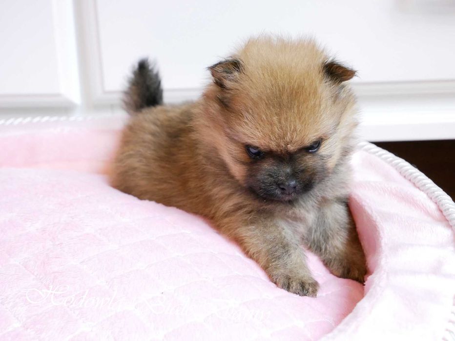 Szpic miniaturowy Pomeranian Boo Szpice Śląskie Rodowód Suczka