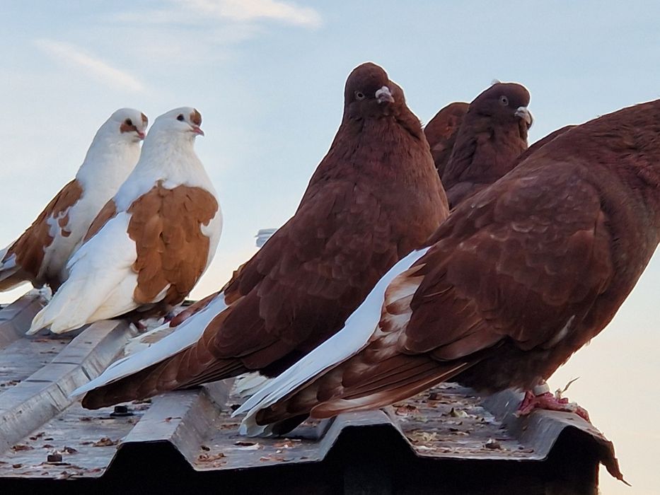 Orliki szariki gołębie