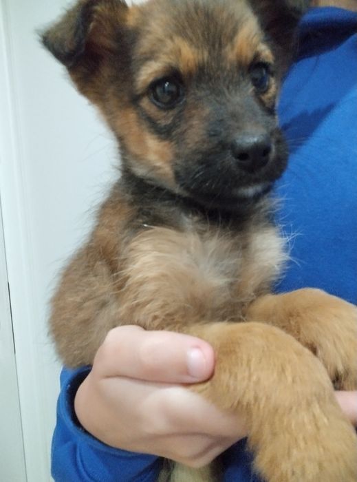 Urocza sunia szuka domu