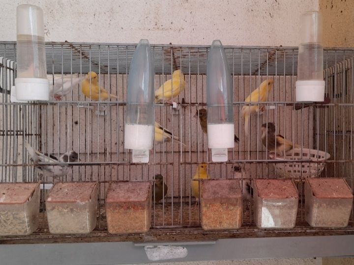Vendo Canarios alguns amarelos outros pôupas