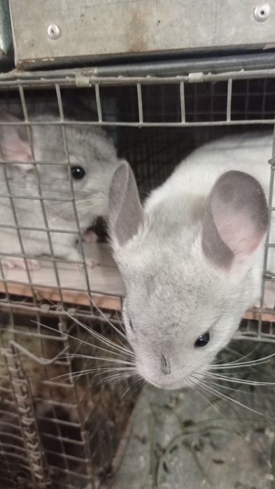 Чудові домашні тваринки