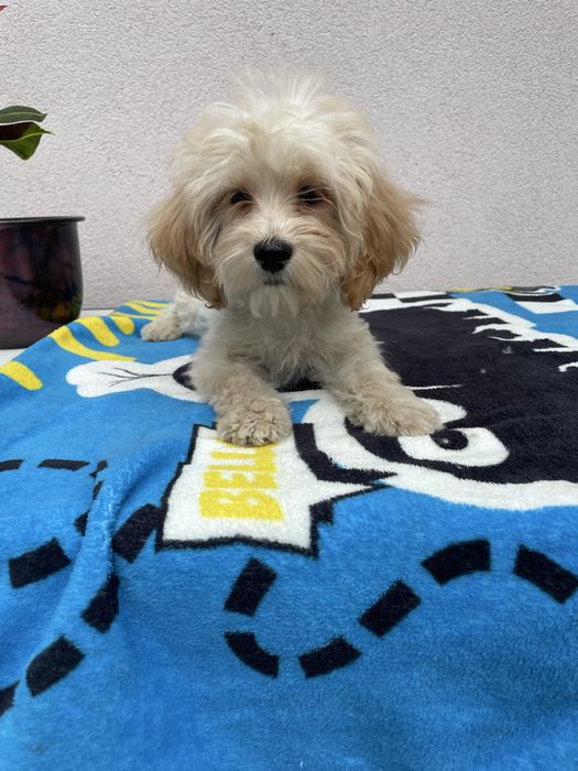 Maltipoo piesek Maltańczyk & Pudel Toy