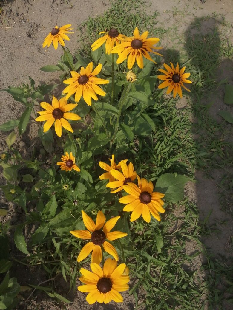 Rudbekia hirta - sadzonki