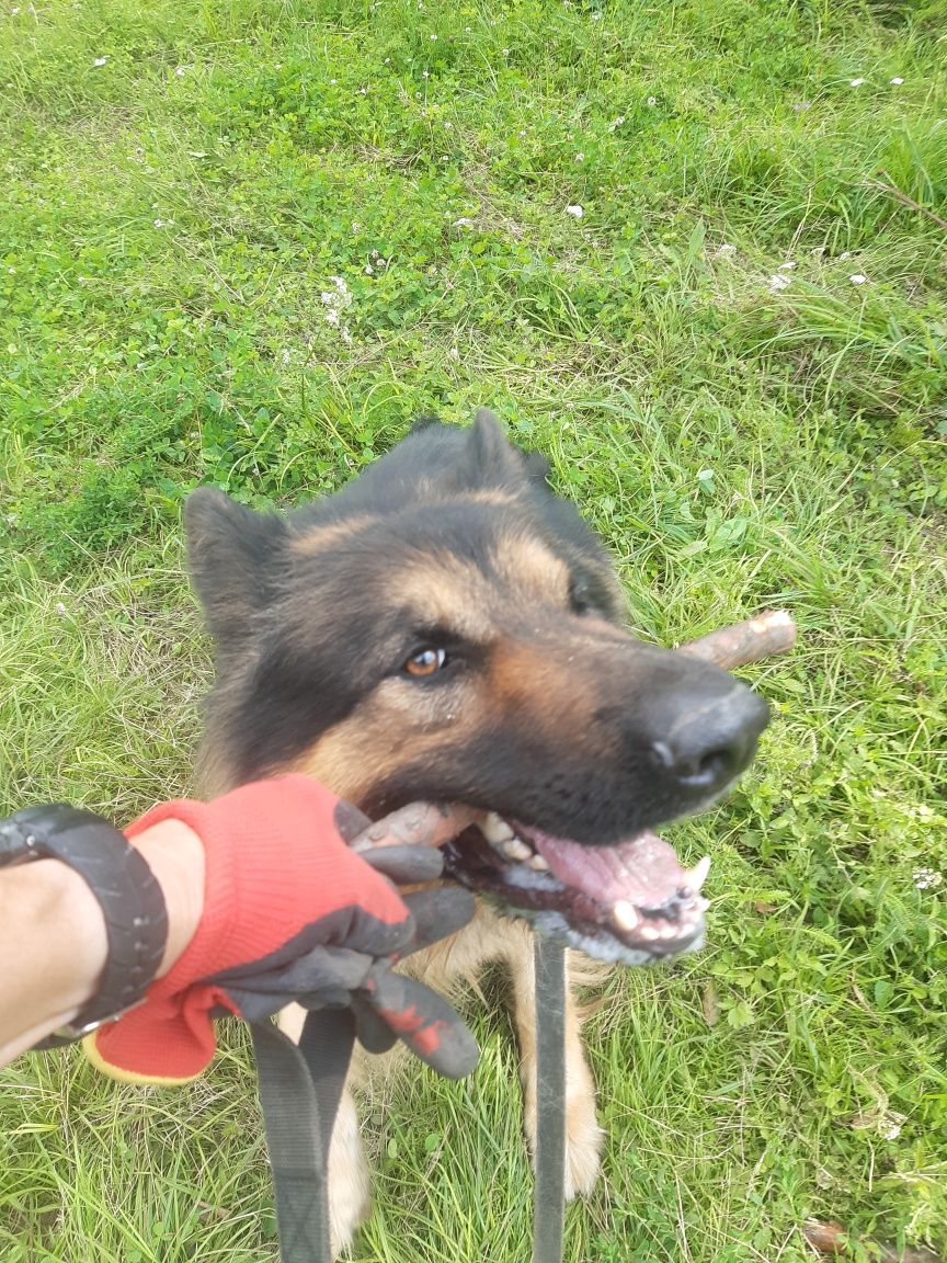 Piękny owczarek niemiecki Argo do adopcji .