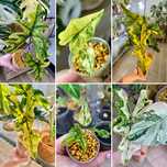 Alokazja alocasia jacklyn variegata BULWA OSTATNIA !!! Tanio !