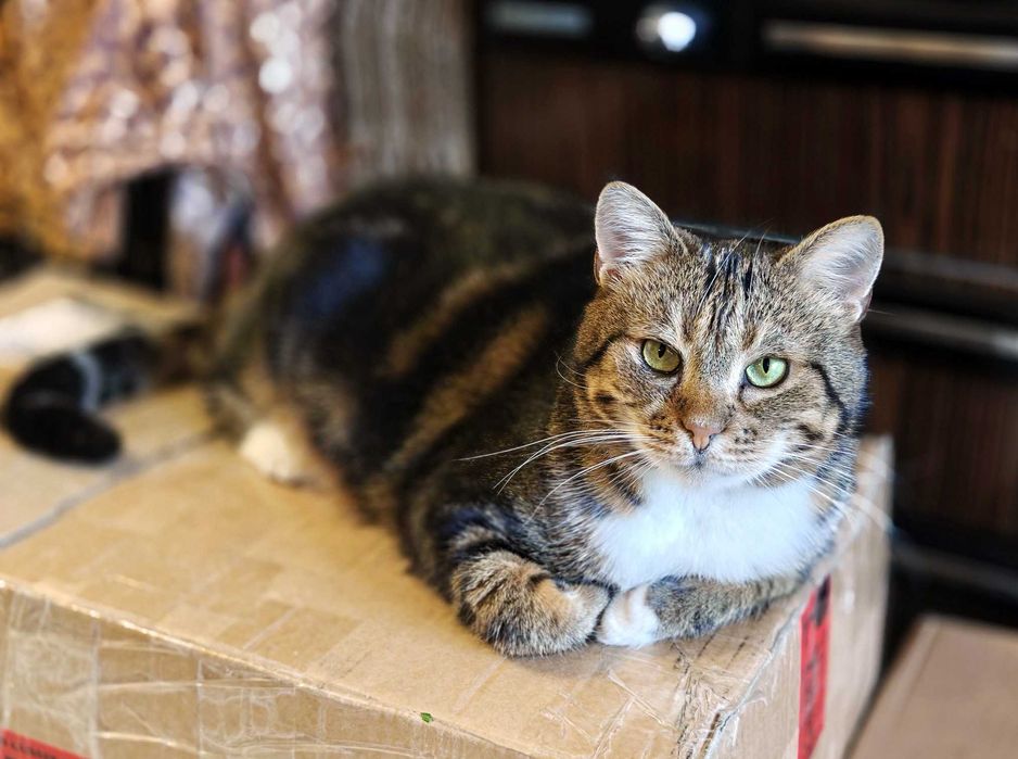 Няшний котя Меркурій дуже чекає на свою людину, 2 роки
