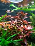 Ludwigia Rubin Za darmo Roślina do akwarium