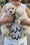 Wyjątkowy Chłopczyk Maltipoo Gotowy do odbioru