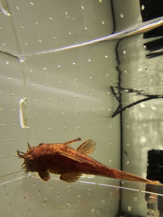 Ancistrus macho 9/9.5 cm