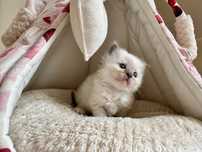 Ragdoll niebieski chłopczyk