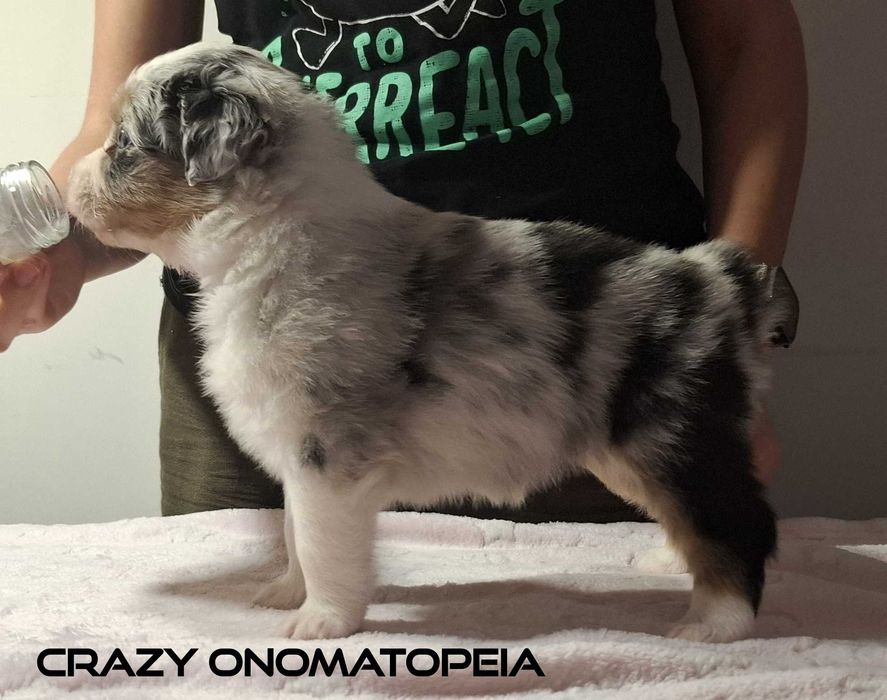 Owczarek australijski typ amerykański suczka blue merle