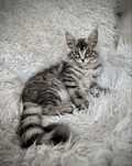 Maine Coon kocurek - zarezerwowany