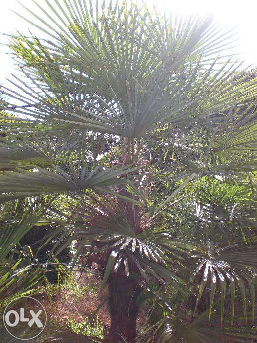Vendo Palmeira Washingtonia Grande