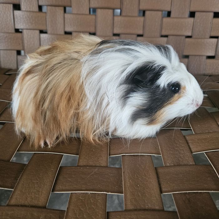 Świnka morska rasa sheltie , silki