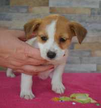 Jack Russell Terrier śliczny piesek ZKwP FCI rodowód