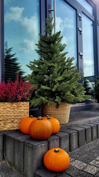 Choinka jak żywa świerk PE w donicy 110 cm Nowość 2024