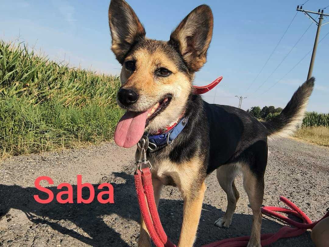 Psy do adopcji- pomożemy znaleźć przyjaciela