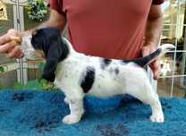 Szczeniak Grand Basset GRIFFON VENDEEN FCI