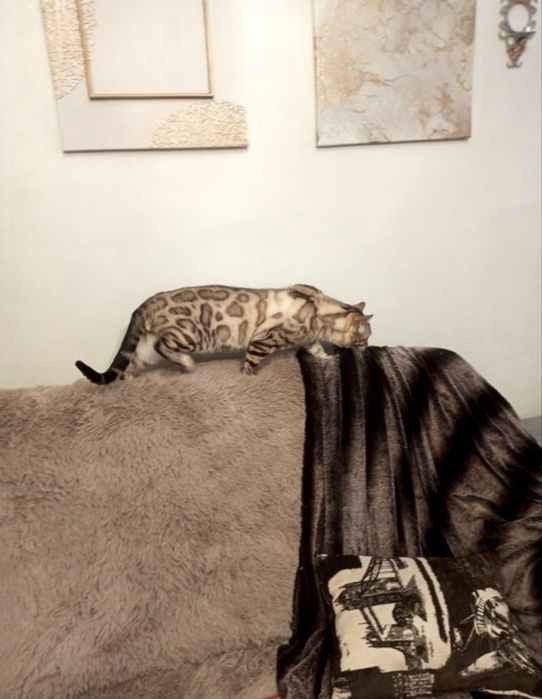 Снежный Бенгальский котенок