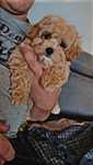 Sprzedam pieski Maltipoo