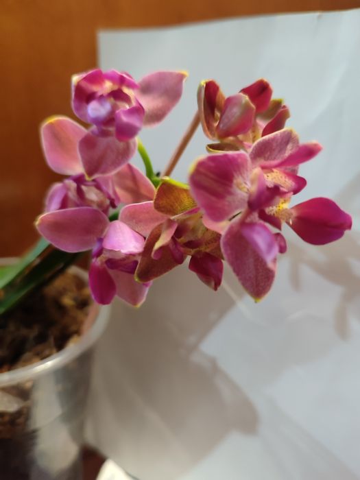 Орхидея пелор- трилипс Trying Shin Smart отцвела.