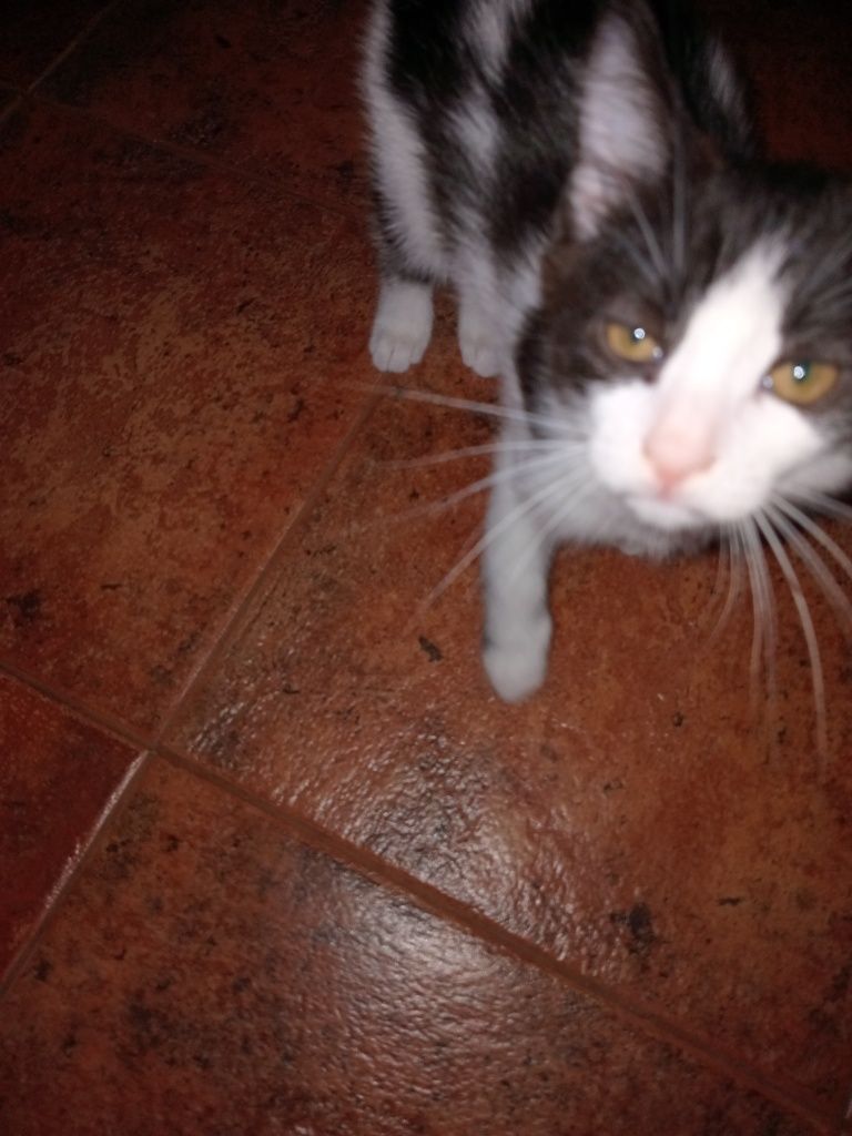 Котёнок Томас ищет маму