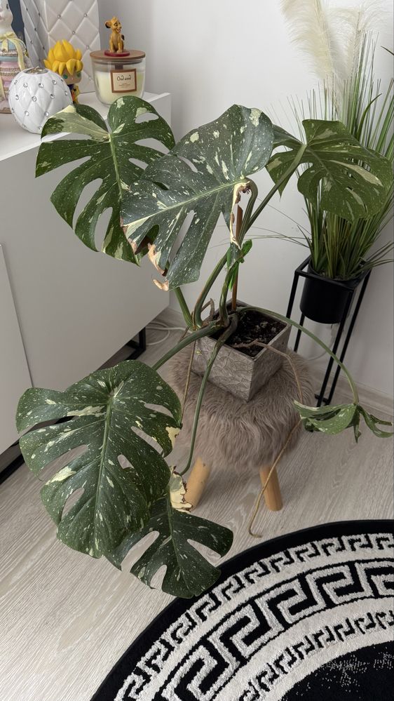 monstera dziurawa plamista