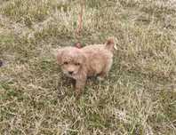 Maltipoo przepiękny piesek