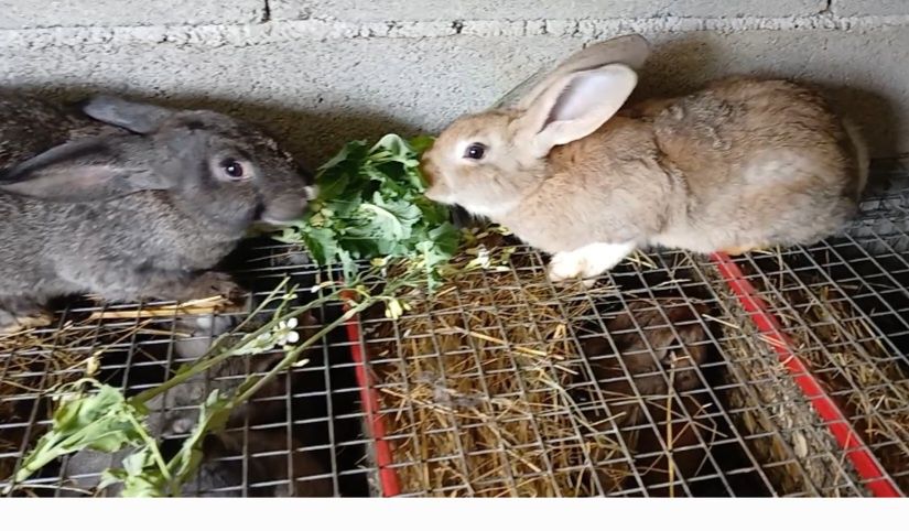 Coelhos caseiros para abate ou criação